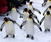 Noboribetsu Marine Park Nixe - King penguin parade