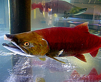 Salmon Hometown Chitose Aquarium - Red salmon