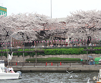 The view of cherry blossom - Sumida River Cruise