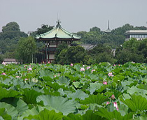 Shinobazu Pond - Ueno Park