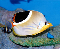 登别尼克斯海洋公园 - 热带鱼