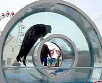 登别尼克斯海洋公园 - 海豹圆圈游泳池